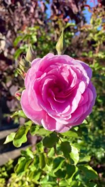 Gül çalısı, pembe gül, güzel, sonbahar, doğa, romantizm, Ukrayna, aşk