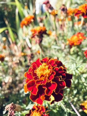 Çiçek, kadife çiçeği, çiçek, doğa, sonbahar, güzel, Ukrayna, Ukraynaca, hayat, aşk, yürüyüş, etiket