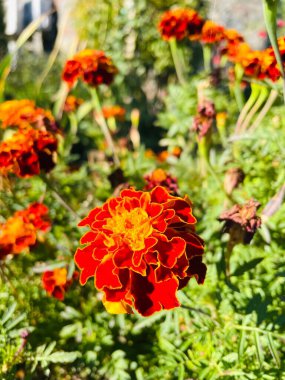 Çiçek, kadife çiçeği, çiçek, doğa, sonbahar, güzel, Ukrayna, Ukraynaca, hayat, aşk, yürüyüş, etiket