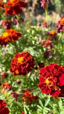 Çiçek, kadife çiçeği, çiçek, doğa, sonbahar, güzel, Ukrayna, Ukraynaca, hayat, aşk, yürüyüş, etiket