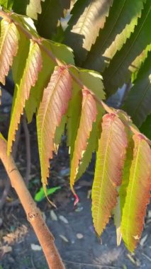 Sonbahar, yapraklar, yaprak, doğa, solgunluk, düşüş, üzüntü, üzüntü, yürüyüş, açık hava