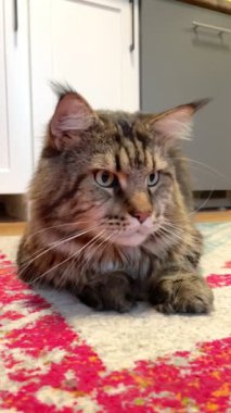 Maine Coon, kedi, büyük kedi, yatak, yatak odası. canlı, aşk, hayvan, oyun, oyun, dinlenme, oda, bak, kürk, yüz, kulaklar, patiler, arkadaş, arkadaş, arkadaş, arkadaş, kürk, evcil hayvan, rüya, yakışıklı, arkadaş canlısı, gururlu, kral, 