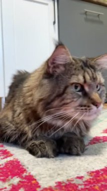 Maine Coon, kedi, büyük kedi, yatak, yatak odası. canlı, aşk, hayvan, oyun, oyun, dinlenme, oda, bak, kürk, yüz, kulaklar, patiler, arkadaş, arkadaş, arkadaş, arkadaş, kürk, evcil hayvan, rüya, yakışıklı, arkadaş canlısı, gururlu, kral, 