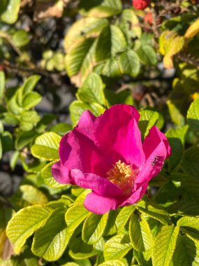 Gül çalısı, gül kalçası, güller, pembe gül, güzel, sonbahar, doğa, romantizm, Ukrayna, aşk, yürüyüş, hayat, yeşil