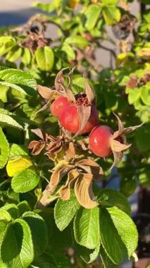 Gül çalısı, gül kalçası, güller, pembe gül, güzel, sonbahar, doğa, romantizm, Ukrayna, aşk, yürüyüş, hayat