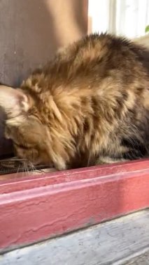 Maine Coon, kedi, büyük kedi, yatak, yatak odası. canlı, aşk, hayvan, oyun, oyun, dinlenme, oda, bak, kürk, yüz, kulaklar, patiler, arkadaş, arkadaş, arkadaş, arkadaş, kürk, evcil hayvan, rüya, yakışıklı, arkadaş canlısı, gururlu, kral,