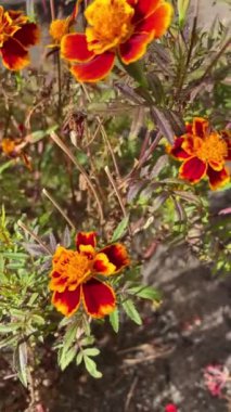 Sonbahar, ağaçlar, çiçekler, dallar, çalılar, çiçekler, yapraklar, yaprak, doğa, solgunluk, sonbahar, üzüntü, üzüntü, yürüyüş, açık hava, gökyüzü, hayat.