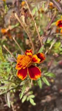 Sonbahar, ağaçlar, çiçekler, dallar, çalılar, çiçekler, yapraklar, yaprak, doğa, solgunluk, sonbahar, üzüntü, üzüntü, yürüyüş, açık hava, gökyüzü, hayat.