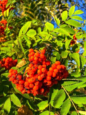 Ağaç, sonbahar, dağ külleri, viburnum, dağ külleri, böğürtlenler, yapraklar, doğa, kurumak, düşmek, üzüntü, üzüntü, yürüyüş, açık hava.