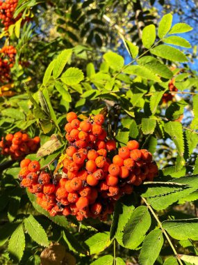 Ağaç, sonbahar, dağ külleri, viburnum, dağ külleri, böğürtlenler, yapraklar, doğa, kurumak, düşmek, üzüntü, üzüntü, yürüyüş, açık hava.