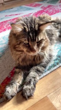 Maine Coon, kedi, büyük kedi, yatak, yatak odası. canlı, aşk, hayvan, oyun, oyun, dinlenme, oda, bak, kürk, yüz, kulaklar, patiler, arkadaş, arkadaş, arkadaş, arkadaş, kürk, evcil hayvan, rüya, yakışıklı, arkadaş canlısı, gururlu, kral, evcil hayvan, Mainecoon 