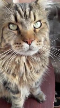 Maine Rakunu, Kedi, Büyük Kedi, Canlı, Aşk, Hayvan, Oyun, Oyun, Dinlenme, Oda, Bak, Kürk, Yüz, Kulak, Pençe, Arkadaş, Arkadaş, Tüylü, Evcil Hayvan, Rüya, Uyku, Yakışıklı, Arkadaş, Gururlu, Kral