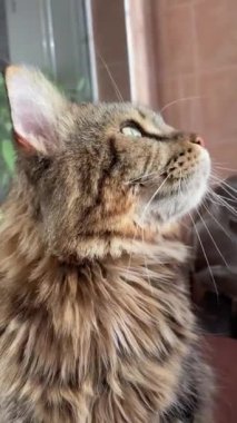 Maine Rakunu, Kedi, Büyük Kedi, Canlı, Aşk, Hayvan, Oyun, Oyun, Dinlenme, Oda, Bak, Kürk, Yüz, Kulak, Pençe, Arkadaş, Arkadaş, Tüylü, Evcil Hayvan, Rüya, Uyku, Yakışıklı, Arkadaş, Gururlu, Kral