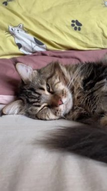 Maine Coon, kedi, büyük kedi, yatak, yatak odası. canlı, aşk, hayvan, oyun, oyun, dinlenme, oda, bak, kürk, yüz, kulaklar, patiler, arkadaş, arkadaş, arkadaş, arkadaş, kürk, evcil hayvan, rüya, yakışıklı, arkadaş canlısı, gururlu, kral, evcil hayvan, Mainecoon 
