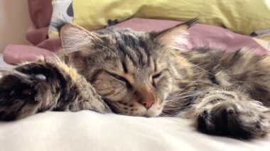 Maine Coon, kedi, hayvan, dinlenme, Mainecoon, büyük kedi, yatak, yatak odası. canlı, aşk, hayvan, oyun, oyun, dinlenme, oda, bak, kürk, yüz, kulaklar, patiler, arkadaş, arkadaş, arkadaş, arkadaş, kürk, evcil hayvan, rüya, yakışıklı, arkadaş canlısı, gururlu, kral,