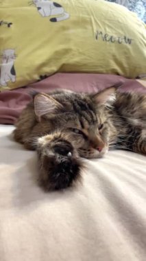 Maine Coon, kedi, hayvan, dinlenme, Mainecoon, büyük kedi, yatak, yatak odası. canlı, aşk, hayvan, oyun, oyun, dinlenme, oda, bak, kürk, yüz, kulaklar, patiler, arkadaş, arkadaş, arkadaş, arkadaş, kürk, evcil hayvan, rüya, yakışıklı, arkadaş canlısı, gururlu, kral,