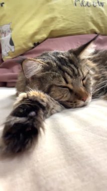 Maine Coon, kedi, hayvan, dinlenme, Mainecoon, büyük kedi, yatak, yatak odası. canlı, aşk, hayvan, oyun, oyun, dinlenme, oda, bak, kürk, yüz, kulaklar, patiler, arkadaş, arkadaş, arkadaş, arkadaş, kürk, evcil hayvan, rüya, yakışıklı, arkadaş canlısı, gururlu, kral,
