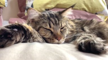 Maine Coon, kedi, hayvan, dinlenme, Mainecoon, büyük kedi, yatak, yatak odası. canlı, aşk, hayvan, oyun, oyun, dinlenme, oda, bak, kürk, yüz, kulaklar, patiler, arkadaş, arkadaş, arkadaş, arkadaş, kürk, evcil hayvan, rüya, yakışıklı, arkadaş canlısı, gururlu, kral,