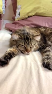 Maine Coon, kedi, hayvan, dinlenme, Mainecoon, büyük kedi, yatak, yatak odası. canlı, aşk, hayvan, oyun, oyun, dinlenme, oda, bak, kürk, yüz, kulaklar, patiler, arkadaş, arkadaş, arkadaş, arkadaş, kürk, evcil hayvan, rüya, yakışıklı, arkadaş canlısı, gururlu, kral,