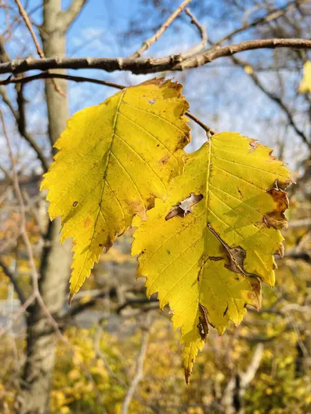 Sonbahar, sonbahar, yaprak, yapraklar, dallar, ağaçlar, sarı, turuncu, doğa, güzel, aşk hayatı, yürüyüş