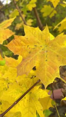 Sonbahar, sonbahar, yaprak, yapraklar, dallar, ağaçlar, sarı, turuncu, doğa, güzel, aşk hayatı, yürüyüş