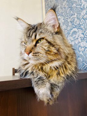 Maine Coon, cat, big cat, bed, bedroom. alive, love, animal, game, play, rest, room, look, fur, face, ears, paws, friend, befriend, furry, pet, at home, dream, sleep, handsome, handsome, friendly, proud, king clipart