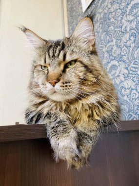 Maine Coon, kedi, büyük kedi, yatak, yatak odası. canlı, aşk, hayvan, oyun, oyun, dinlenme, oda, bak, kürk, yüz, kulaklar, patiler, arkadaş, arkadaş, arkadaş, arkadaş, kürk, evcil hayvan, rüya, yakışıklı, arkadaş canlısı, gururlu, kral,