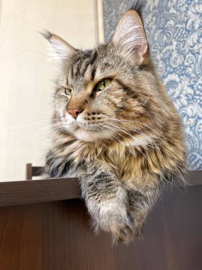 Maine Coon, kedi, büyük kedi, yatak, yatak odası. canlı, aşk, hayvan, oyun, oyun, dinlenme, oda, bak, kürk, yüz, kulaklar, patiler, arkadaş, arkadaş, arkadaş, arkadaş, kürk, evcil hayvan, rüya, yakışıklı, arkadaş canlısı, gururlu, kral,