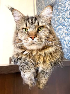 Maine Coon, kedi, büyük kedi, yatak, yatak odası. canlı, aşk, hayvan, oyun, oyun, dinlenme, oda, bak, kürk, yüz, kulaklar, patiler, arkadaş, arkadaş, arkadaş, arkadaş, kürk, evcil hayvan, rüya, yakışıklı, arkadaş canlısı, gururlu, kral,
