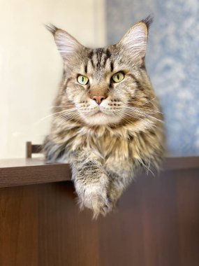 Maine Coon, kedi, büyük kedi, yatak, yatak odası. canlı, aşk, hayvan, oyun, oyun, dinlenme, oda, bak, kürk, yüz, kulaklar, patiler, arkadaş, arkadaş, arkadaş, arkadaş, kürk, evcil hayvan, rüya, yakışıklı, arkadaş canlısı, gururlu, kral,