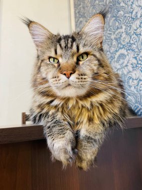 Maine Coon, kedi, büyük kedi, yatak, yatak odası. canlı, aşk, hayvan, oyun, oyun, dinlenme, oda, bak, kürk, yüz, kulaklar, patiler, arkadaş, arkadaş, arkadaş, arkadaş, kürk, evcil hayvan, rüya, yakışıklı, arkadaş canlısı, gururlu, kral,