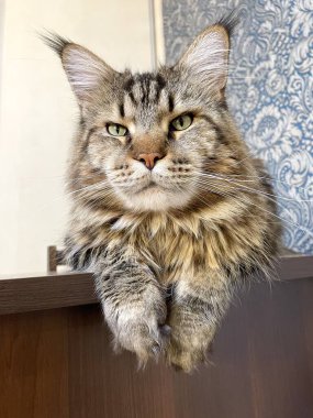 Maine Coon, kedi, büyük kedi, yatak, yatak odası. canlı, aşk, hayvan, oyun, oyun, dinlenme, oda, bak, kürk, yüz, kulaklar, patiler, arkadaş, arkadaş, arkadaş, arkadaş, kürk, evcil hayvan, rüya, yakışıklı, arkadaş canlısı, gururlu, kral,