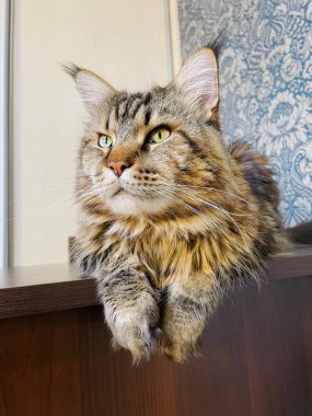 Maine Coon, kedi, büyük kedi, yatak, yatak odası. canlı, aşk, hayvan, oyun, oyun, dinlenme, oda, bak, kürk, yüz, kulaklar, patiler, arkadaş, arkadaş, arkadaş, arkadaş, kürk, evcil hayvan, rüya, yakışıklı, arkadaş canlısı, gururlu, kral,