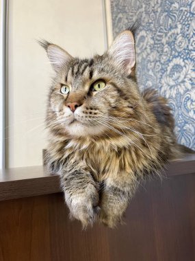 Maine Coon, kedi, büyük kedi, yatak, yatak odası. canlı, aşk, hayvan, oyun, oyun, dinlenme, oda, bak, kürk, yüz, kulaklar, patiler, arkadaş, arkadaş, arkadaş, arkadaş, kürk, evcil hayvan, rüya, yakışıklı, arkadaş canlısı, gururlu, kral,
