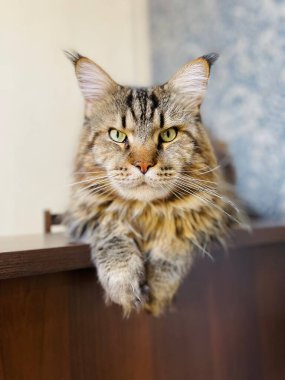 Maine Coon, kedi, büyük kedi, yatak, yatak odası. canlı, aşk, hayvan, oyun, oyun, dinlenme, oda, bak, kürk, yüz, kulaklar, patiler, arkadaş, arkadaş, arkadaş, arkadaş, kürk, evcil hayvan, rüya, yakışıklı, arkadaş canlısı, gururlu, kral,