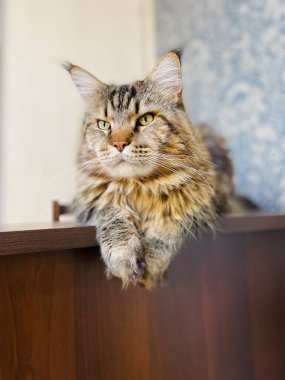 Maine Coon, kedi, büyük kedi, yatak, yatak odası. canlı, aşk, hayvan, oyun, oyun, dinlenme, oda, bak, kürk, yüz, kulaklar, patiler, arkadaş, arkadaş, arkadaş, arkadaş, kürk, evcil hayvan, rüya, yakışıklı, arkadaş canlısı, gururlu, kral,