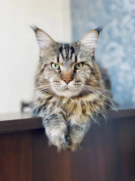 Maine Coon, kedi, büyük kedi, yatak, yatak odası. canlı, aşk, hayvan, oyun, oyun, dinlenme, oda, bak, kürk, yüz, kulaklar, patiler, arkadaş, arkadaş, arkadaş, arkadaş, kürk, evcil hayvan, rüya, yakışıklı, arkadaş canlısı, gururlu, kral,