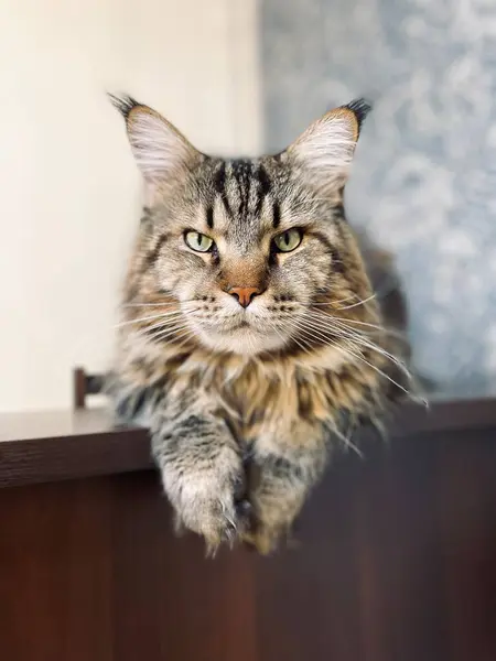 Maine Coon, kedi, büyük kedi, yatak, yatak odası. canlı, aşk, hayvan, oyun, oyun, dinlenme, oda, bak, kürk, yüz, kulaklar, patiler, arkadaş, arkadaş, arkadaş, arkadaş, kürk, evcil hayvan, rüya, yakışıklı, arkadaş canlısı, gururlu, kral,