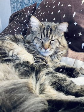 Maine Coon, kedi, büyük kedi, yatak, yatak odası. canlı, aşk, hayvan, oyun, oyun, dinlenme, oda, bak, kürk, yüz, kulaklar, patiler, arkadaş, arkadaş, arkadaş, arkadaş, kürk, evcil hayvan, rüya, yakışıklı, arkadaş canlısı, gururlu, kral, 