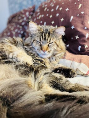 Maine Coon, kedi, büyük kedi, yatak, yatak odası. canlı, aşk, hayvan, oyun, oyun, dinlenme, oda, bak, kürk, yüz, kulaklar, patiler, arkadaş, arkadaş, arkadaş, arkadaş, kürk, evcil hayvan, rüya, yakışıklı, arkadaş canlısı, gururlu, kral, 