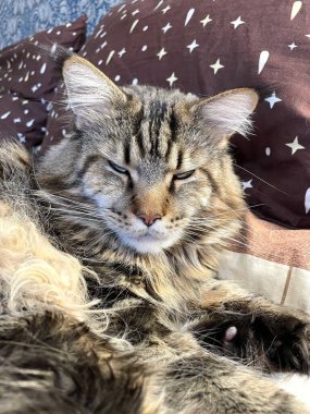 Maine Coon, kedi, büyük kedi, yatak, yatak odası. canlı, aşk, hayvan, oyun, oyun, dinlenme, oda, bak, kürk, yüz, kulaklar, patiler, arkadaş, arkadaş, arkadaş, arkadaş, kürk, evcil hayvan, rüya, yakışıklı, arkadaş canlısı, gururlu, kral, 