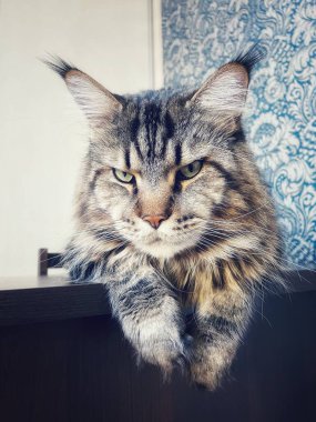 Maine Coon, kedi, büyük kedi, yatak, yatak odası. canlı, aşk, hayvan, oyun, oyun, dinlenme, oda, bak, kürk, yüz, kulaklar, patiler, arkadaş, arkadaş, arkadaş, arkadaş, kürk, evcil hayvan, rüya, yakışıklı, arkadaş canlısı, gururlu, kral, 