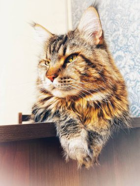 Maine Coon, kedi, büyük kedi, yatak, yatak odası. canlı, aşk, hayvan, oyun, oyun, dinlenme, oda, bak, kürk, yüz, kulaklar, patiler, arkadaş, arkadaş, arkadaş, arkadaş, kürk, evcil hayvan, rüya, yakışıklı, arkadaş canlısı, gururlu, kral, 