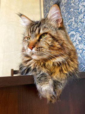 Maine Coon, kedi, büyük kedi, yatak, yatak odası. canlı, aşk, hayvan, oyun, oyun, dinlenme, oda, bak, kürk, yüz, kulaklar, patiler, arkadaş, arkadaş, arkadaş, arkadaş, kürk, evcil hayvan, rüya, yakışıklı, arkadaş canlısı, gururlu, kral, 