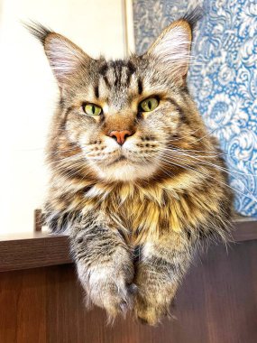 Maine Coon, kedi, büyük kedi, yatak, yatak odası. canlı, aşk, hayvan, oyun, oyun, dinlenme, oda, bak, kürk, yüz, kulaklar, patiler, arkadaş, arkadaş, arkadaş, arkadaş, kürk, evcil hayvan, rüya, yakışıklı, arkadaş canlısı, gururlu, kral, 