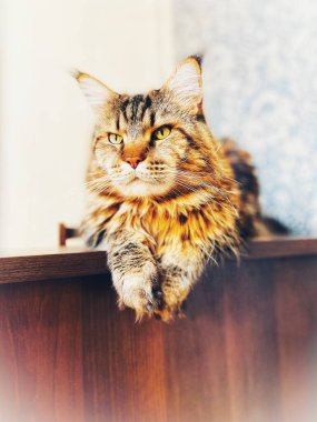 Maine Coon, kedi, büyük kedi, yatak, yatak odası. canlı, aşk, hayvan, oyun, oyun, dinlenme, oda, bak, kürk, yüz, kulaklar, patiler, arkadaş, arkadaş, arkadaş, arkadaş, kürk, evcil hayvan, rüya, yakışıklı, arkadaş canlısı, gururlu, kral, 