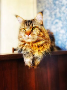 Maine Coon, kedi, büyük kedi, yatak, yatak odası. canlı, aşk, hayvan, oyun, oyun, dinlenme, oda, bak, kürk, yüz, kulaklar, patiler, arkadaş, arkadaş, arkadaş, arkadaş, kürk, evcil hayvan, rüya, yakışıklı, arkadaş canlısı, gururlu, kral, 