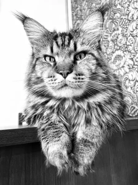 Maine Coon, kedi, büyük kedi, yatak, yatak odası. canlı, aşk, hayvan, oyun, oyun, dinlenme, oda, bak, kürk, yüz, kulaklar, patiler, arkadaş, arkadaş, arkadaş, arkadaş, kürk, evcil hayvan, rüya, yakışıklı, arkadaş canlısı, gururlu, kral, 