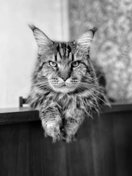 Maine Coon, kedi, büyük kedi, yatak, yatak odası. canlı, aşk, hayvan, oyun, oyun, dinlenme, oda, bak, kürk, yüz, kulaklar, patiler, arkadaş, arkadaş, arkadaş, arkadaş, kürk, evcil hayvan, rüya, yakışıklı, arkadaş canlısı, gururlu, kral, 