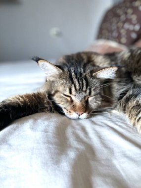 Maine Coon, kedi, büyük kedi, yatak, yatak odası. canlı, aşk, hayvan, oyun, oyun, dinlenme, oda, bak, kürk, yüz, kulaklar, patiler, arkadaş olun, tüylü, evcil hayvan, uyku, yakışıklı, güzel, arkadaş canlısı, gururlu, kral, Mainecoon 